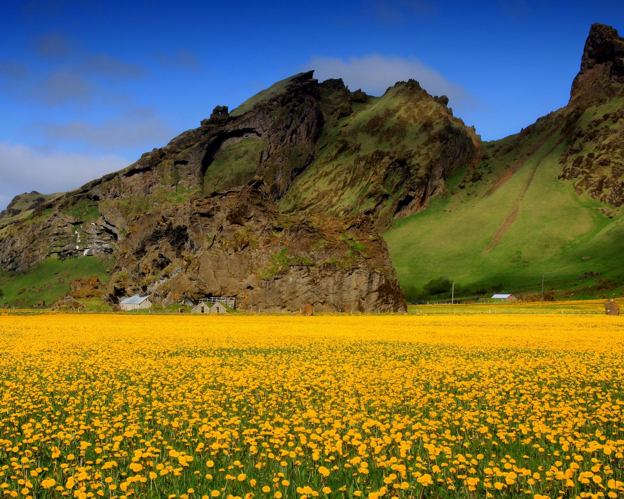 Wildflowers for 1280 x 1024 resolution