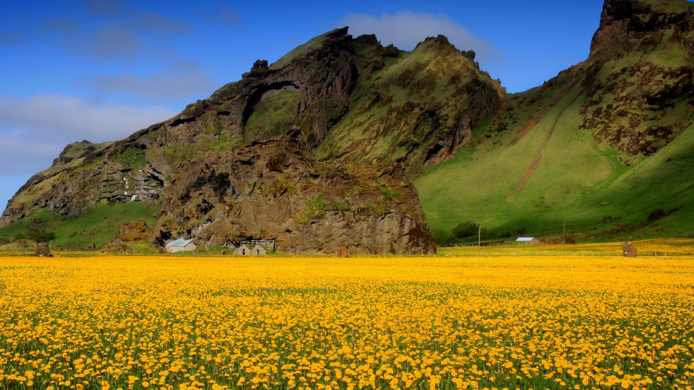 Wildflowers for 1366 x 768 HDTV resolution