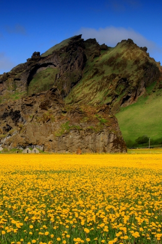 Wildflowers for 320 x 480 iPhone resolution