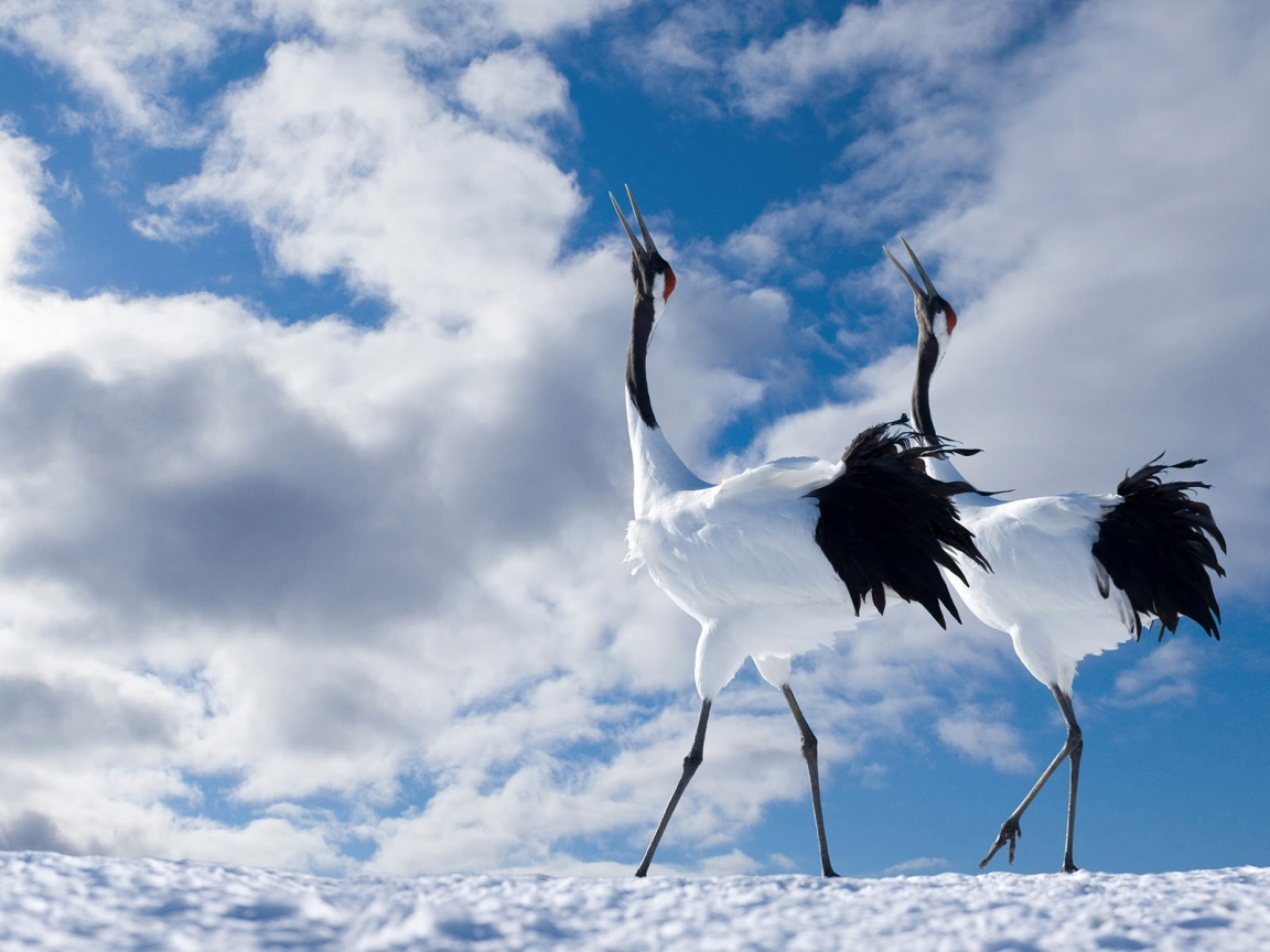 Winter Birds for 1152 x 864 resolution