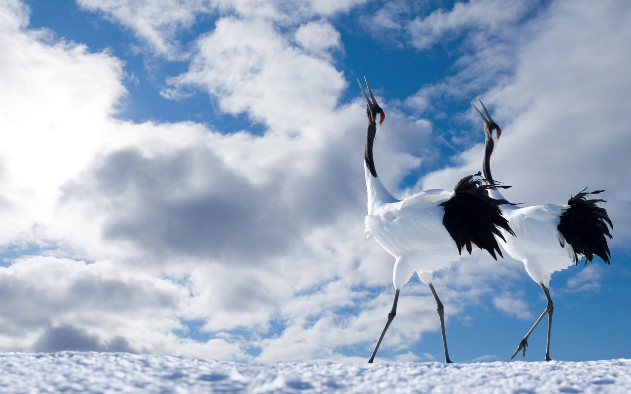 Winter Birds for 1280 x 800 widescreen resolution