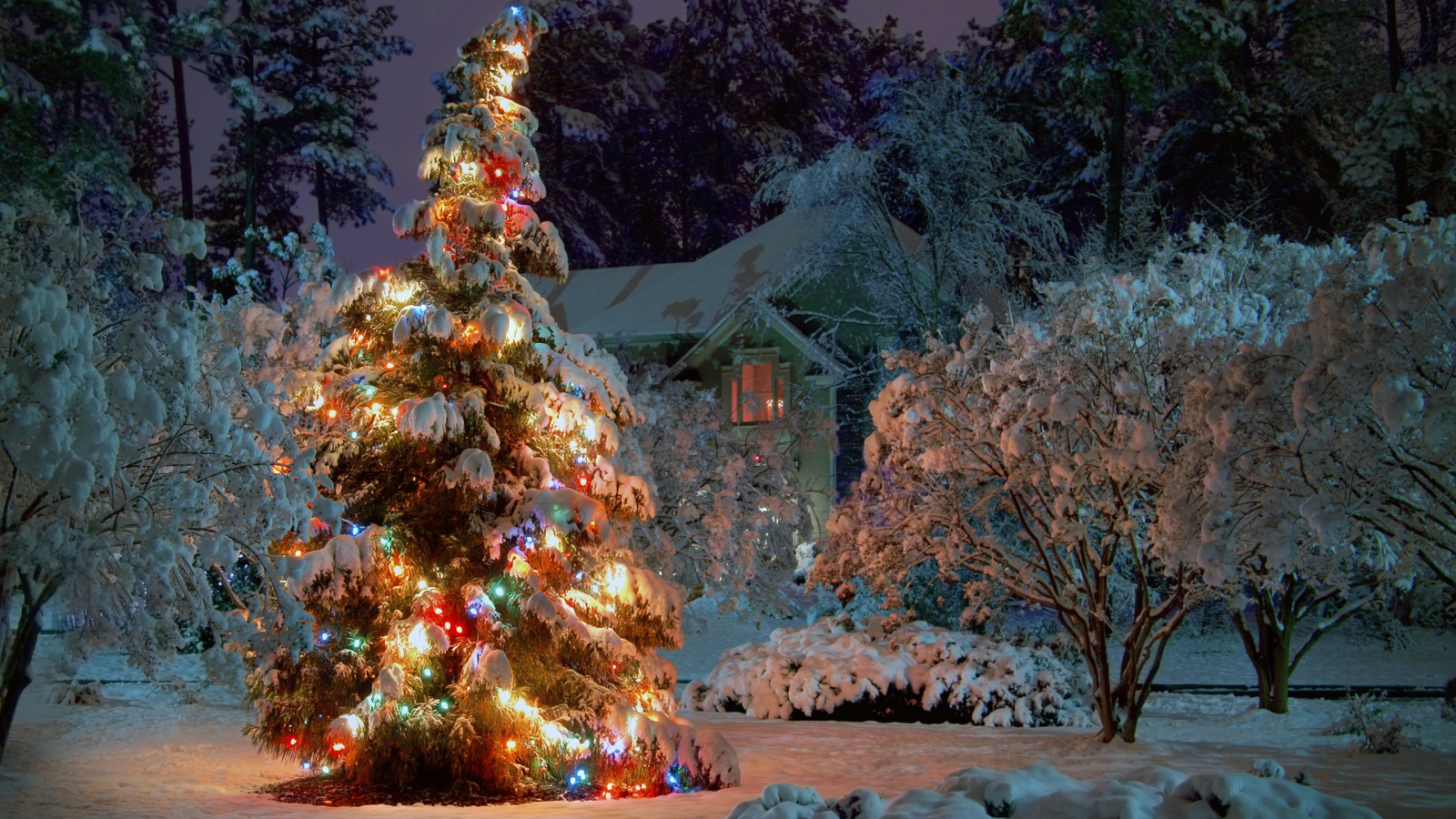 Winter Christmas Tree for 1600 x 900 HDTV resolution
