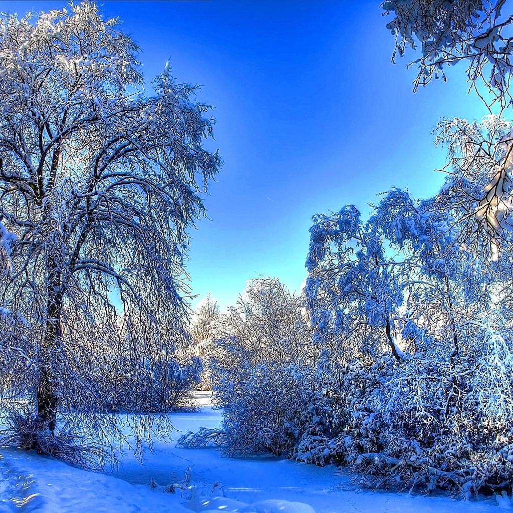 Winter Snow Landscape for 1024 x 1024 iPad resolution