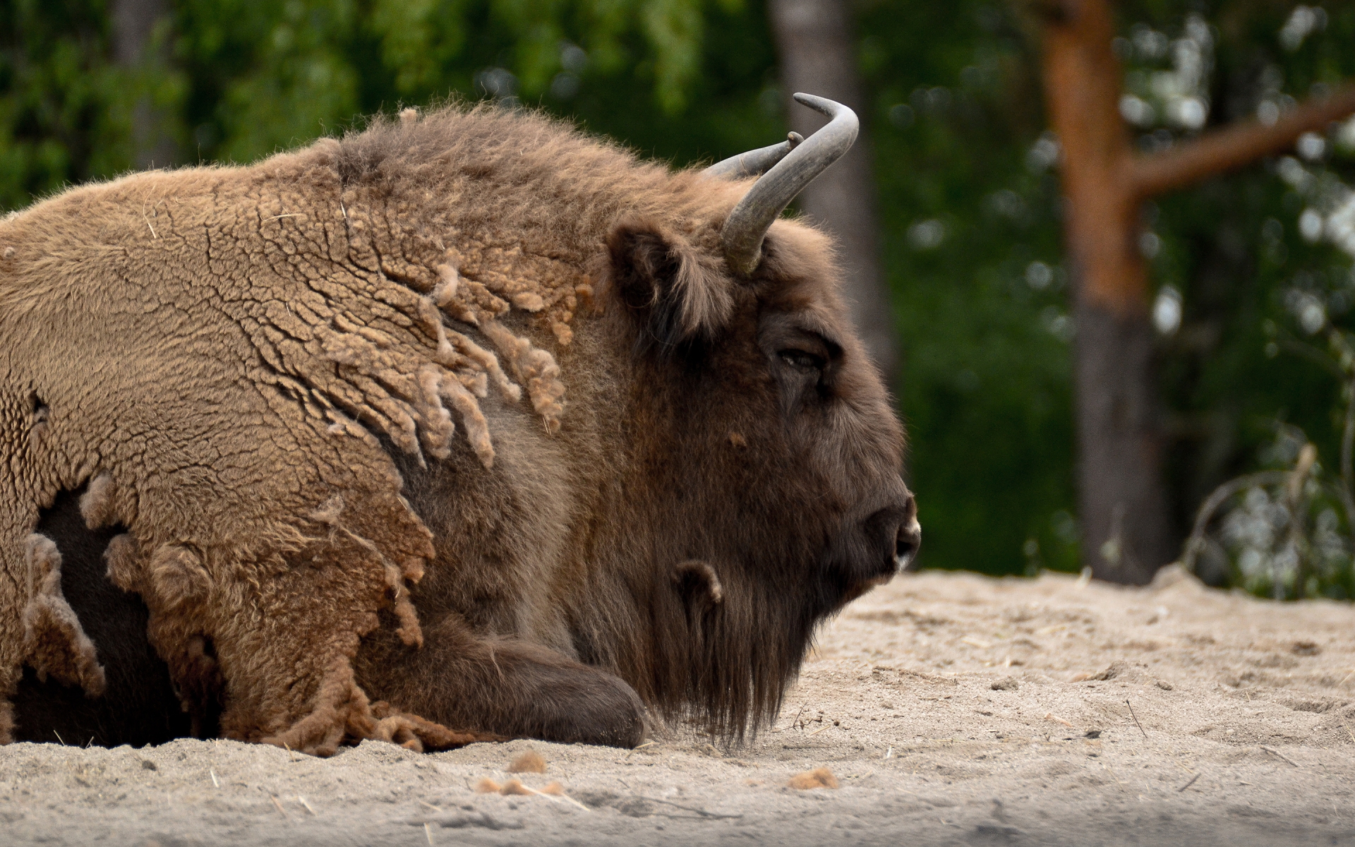 Wisent for 1920 x 1200 widescreen resolution