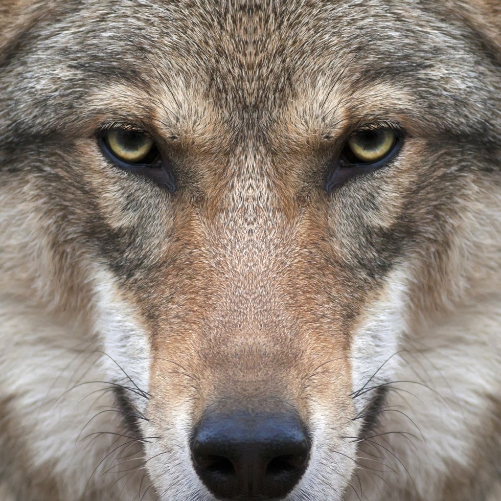 Wolf Face for 1024 x 1024 iPad resolution