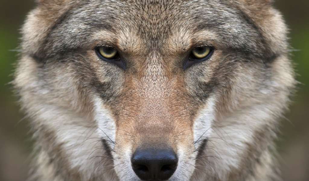 Wolf Face for 1024 x 600 widescreen resolution