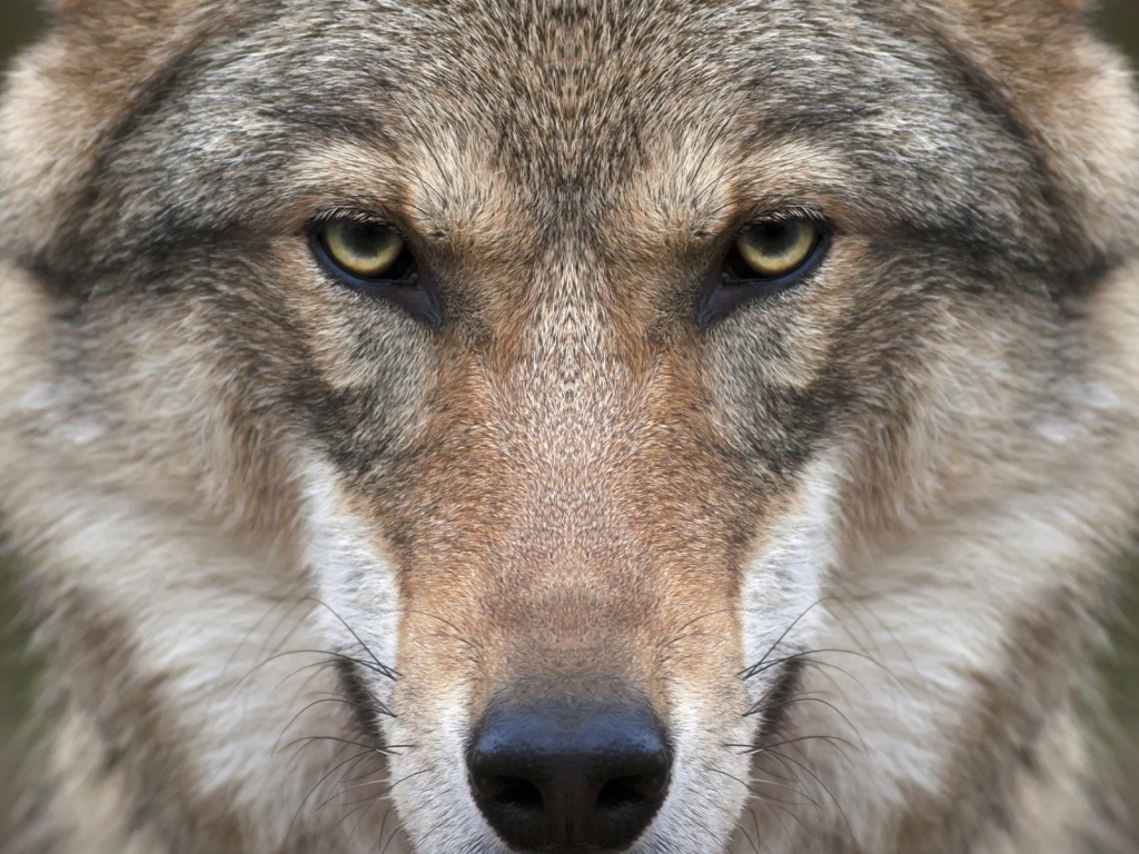 Wolf Face for 1024 x 768 resolution