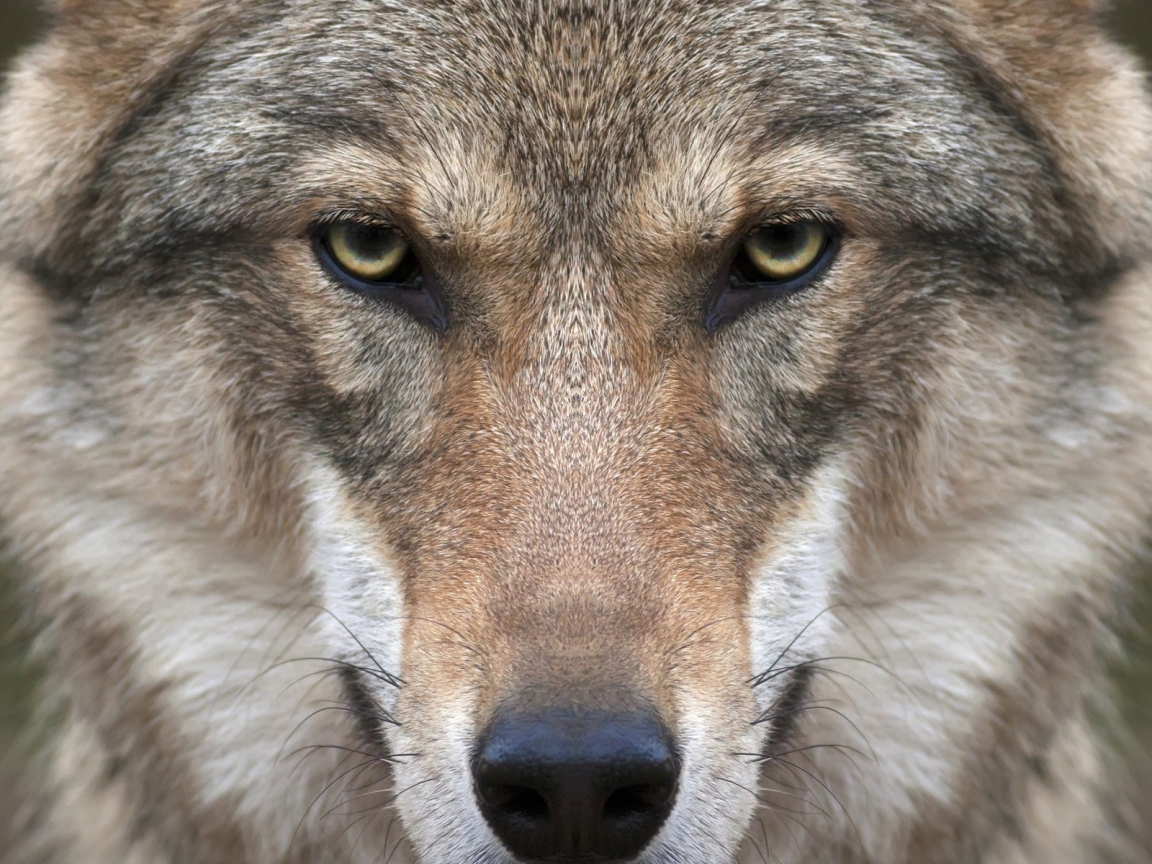 Wolf Face for 1152 x 864 resolution