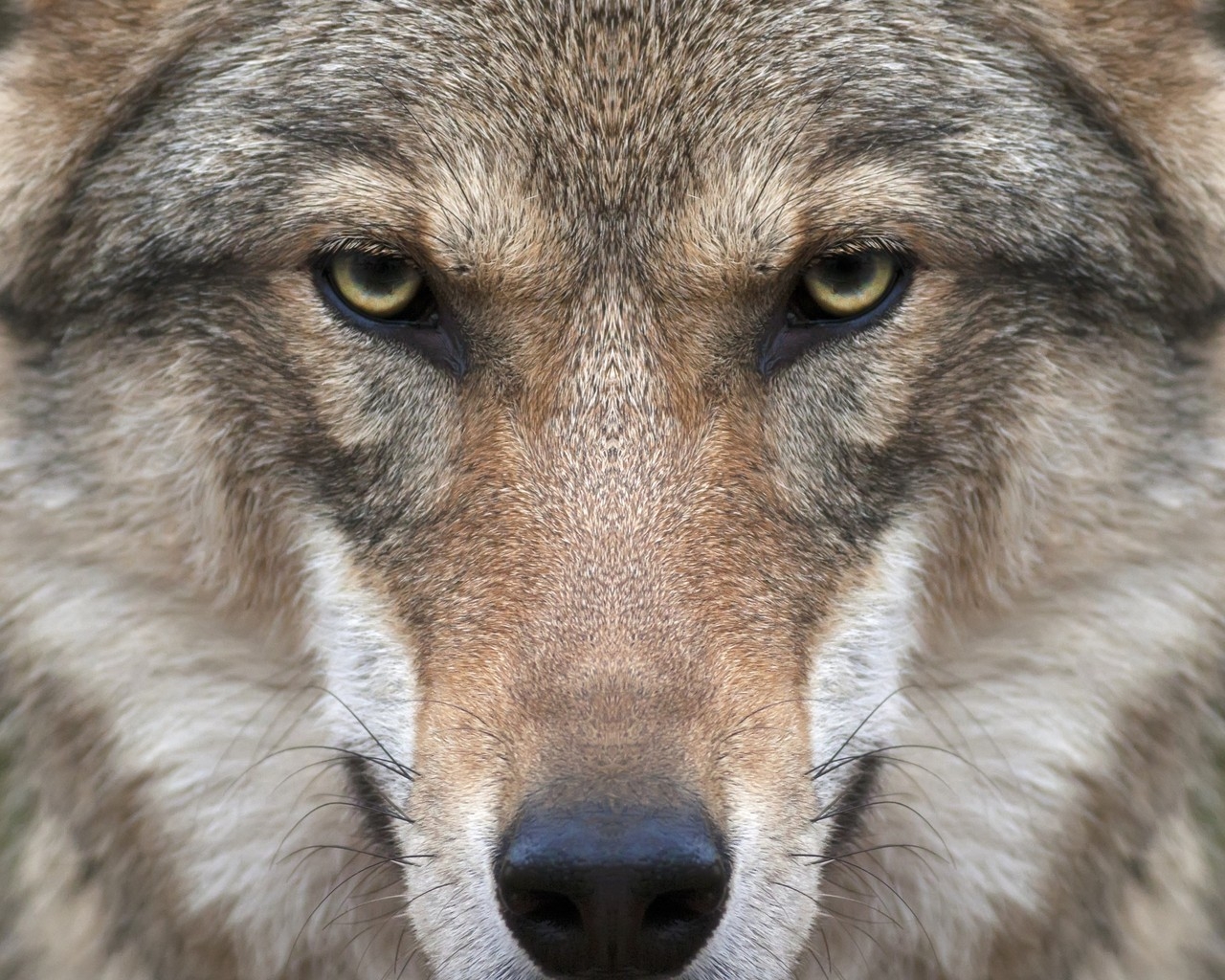 Wolf Face for 1280 x 1024 resolution