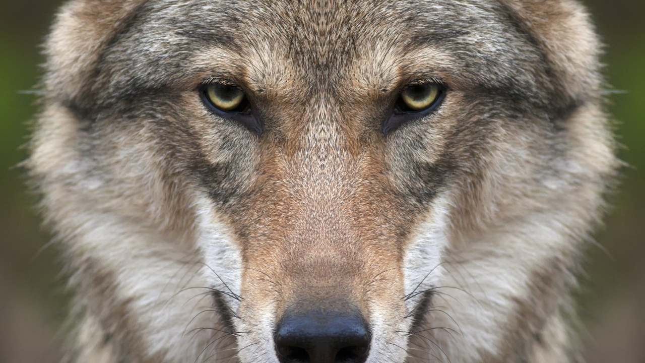 Wolf Face for 1280 x 720 HDTV 720p resolution