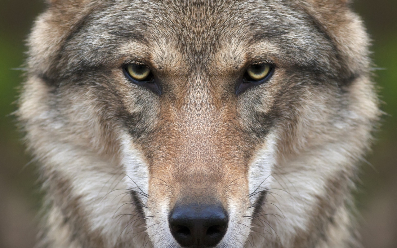 Wolf Face for 1280 x 800 widescreen resolution
