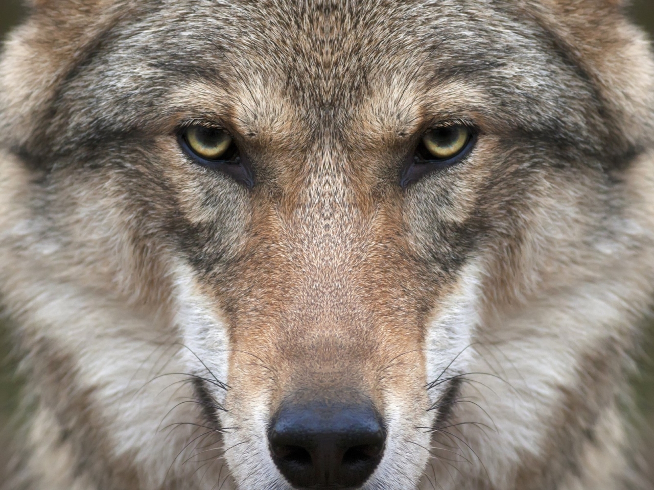 Wolf Face for 1280 x 960 resolution