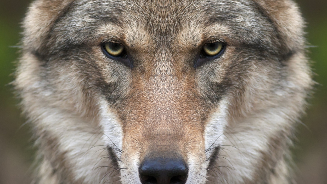 Wolf Face for 1366 x 768 HDTV resolution