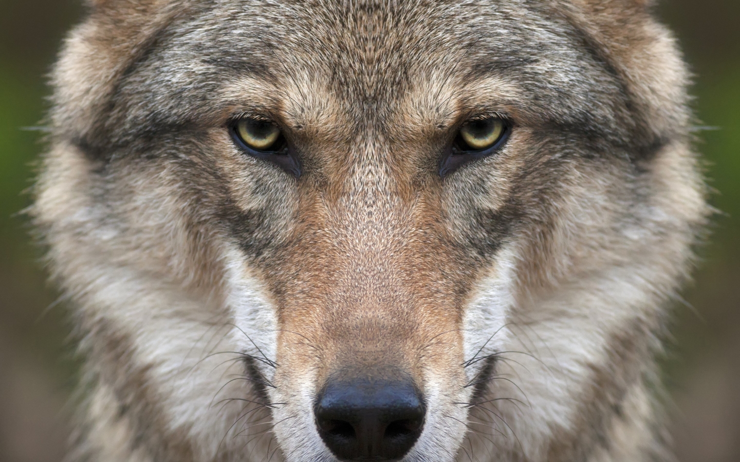 Wolf Face for 1440 x 900 widescreen resolution