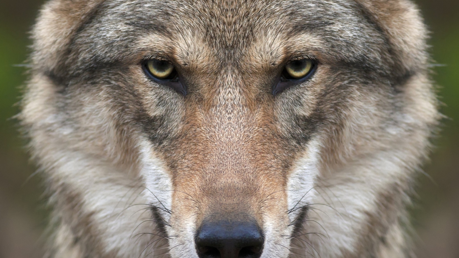 Wolf Face for 1536 x 864 HDTV resolution