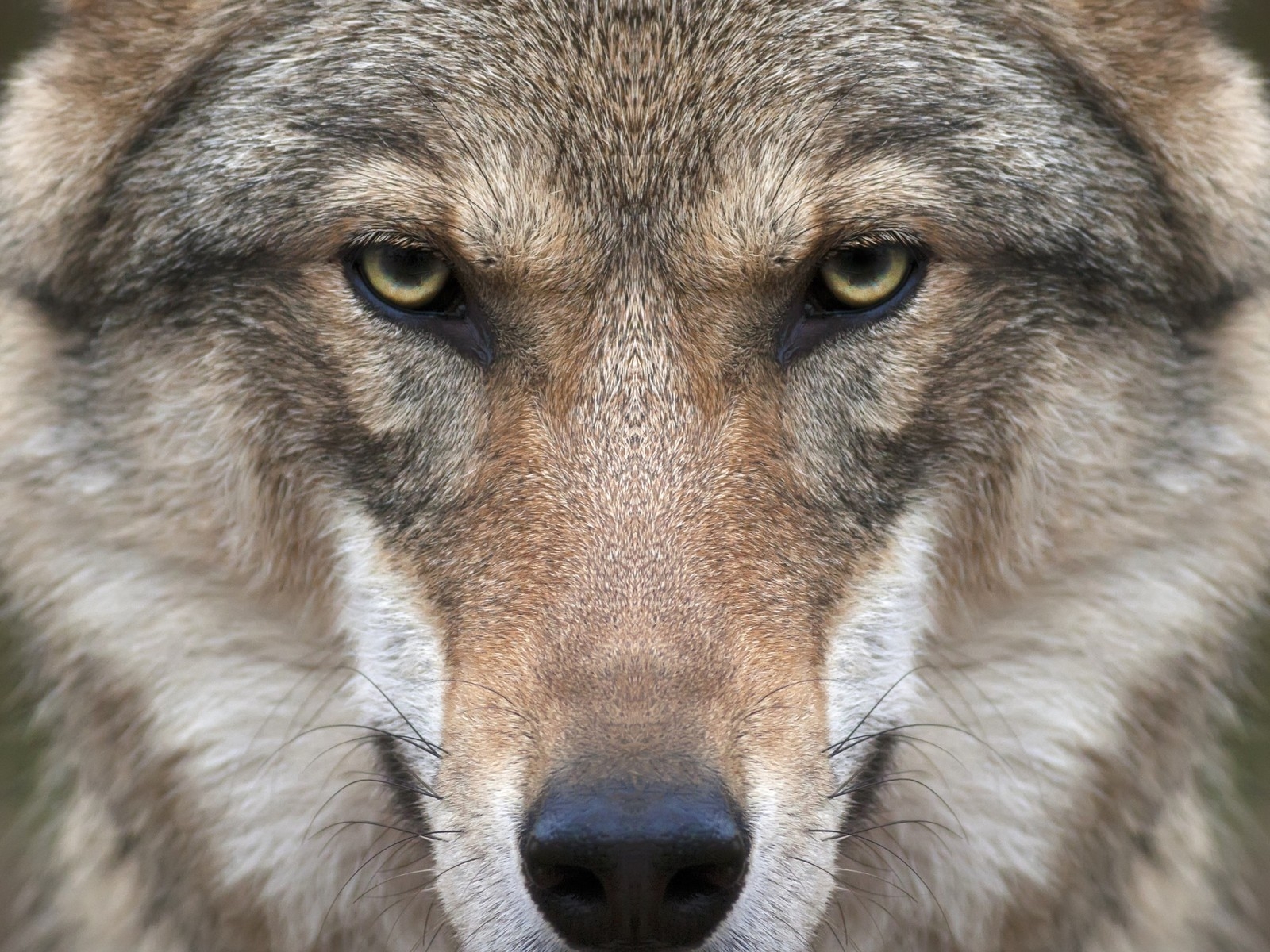 Wolf Face for 1600 x 1200 resolution