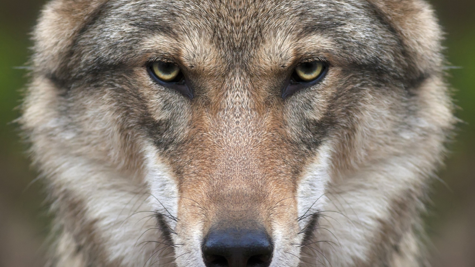 Wolf Face for 1600 x 900 HDTV resolution