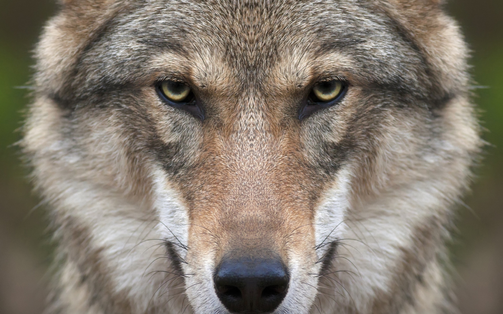 Wolf Face for 1680 x 1050 widescreen resolution