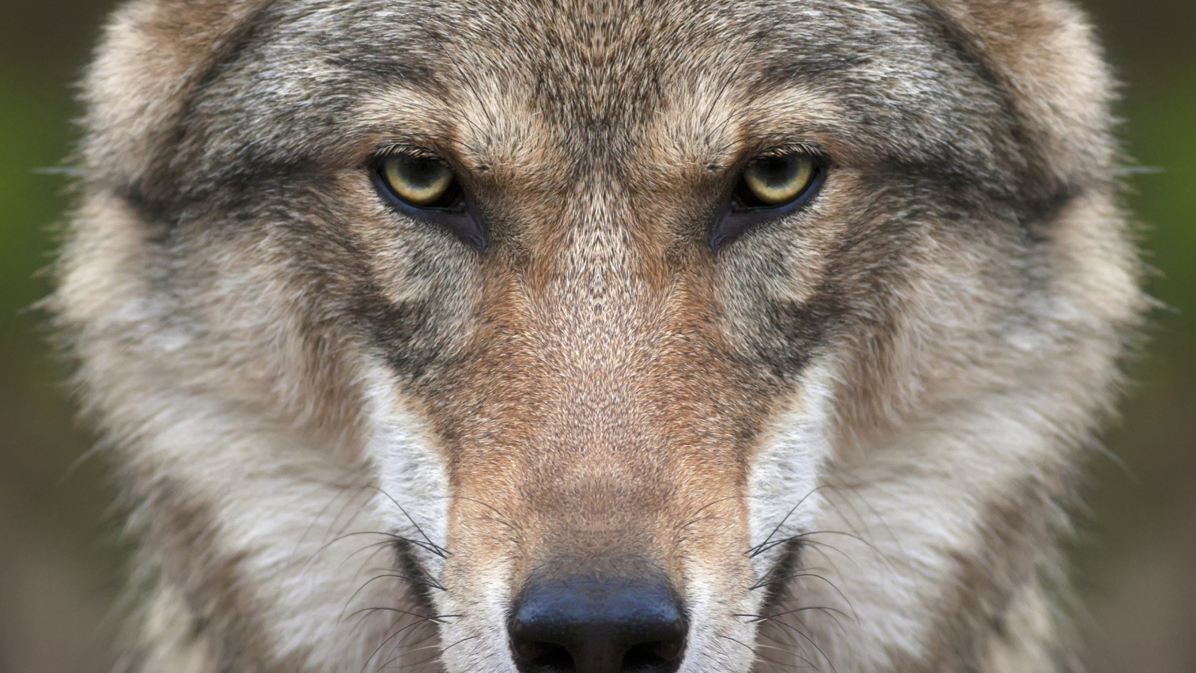 Wolf Face for 1680 x 945 HDTV resolution
