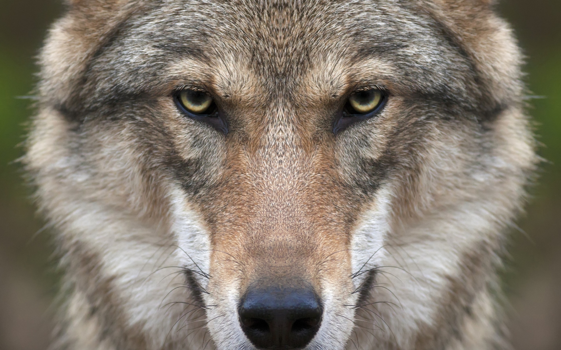 Wolf Face for 1920 x 1200 widescreen resolution