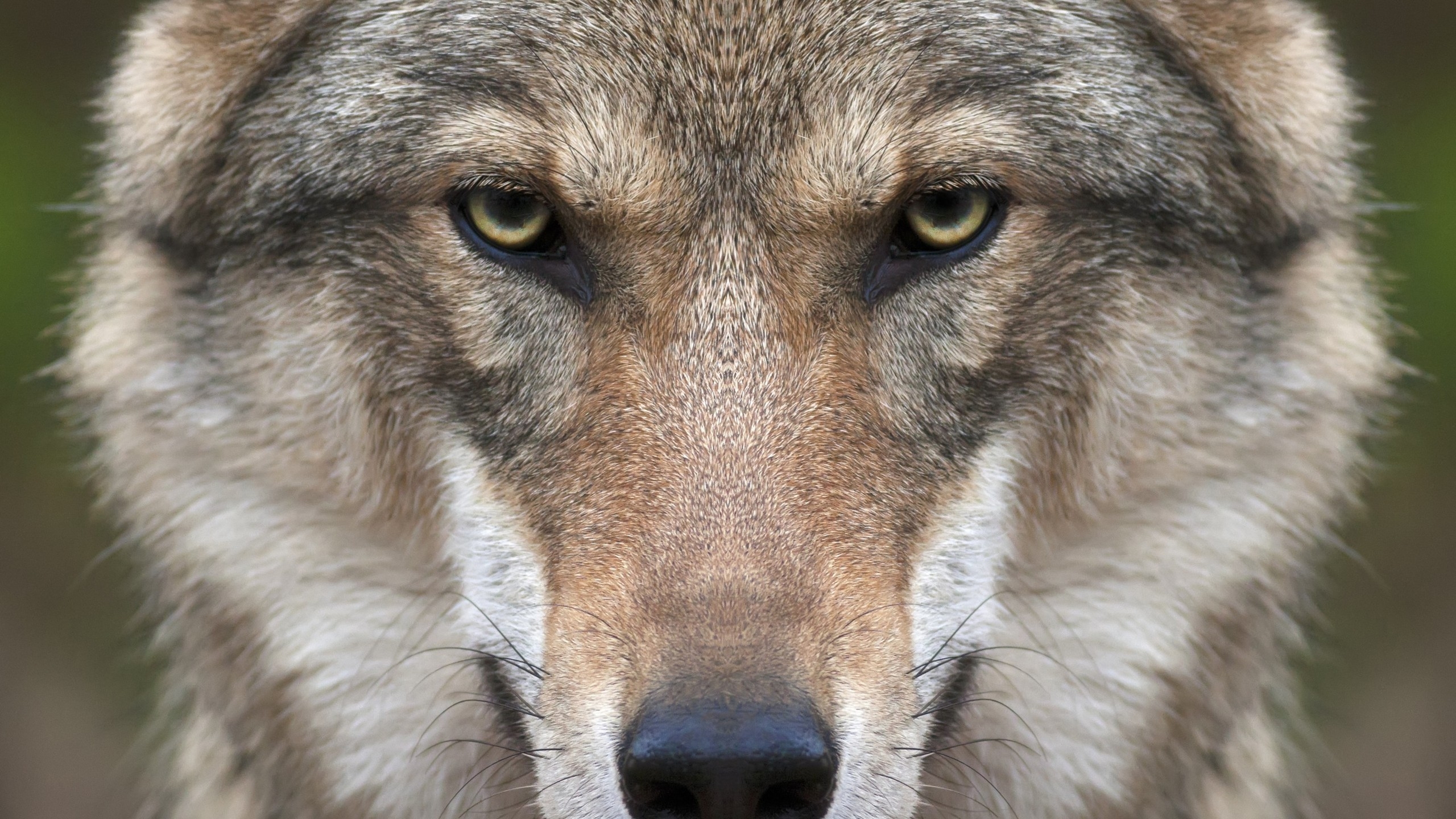 Wolf Face for 2560x1440 HDTV resolution