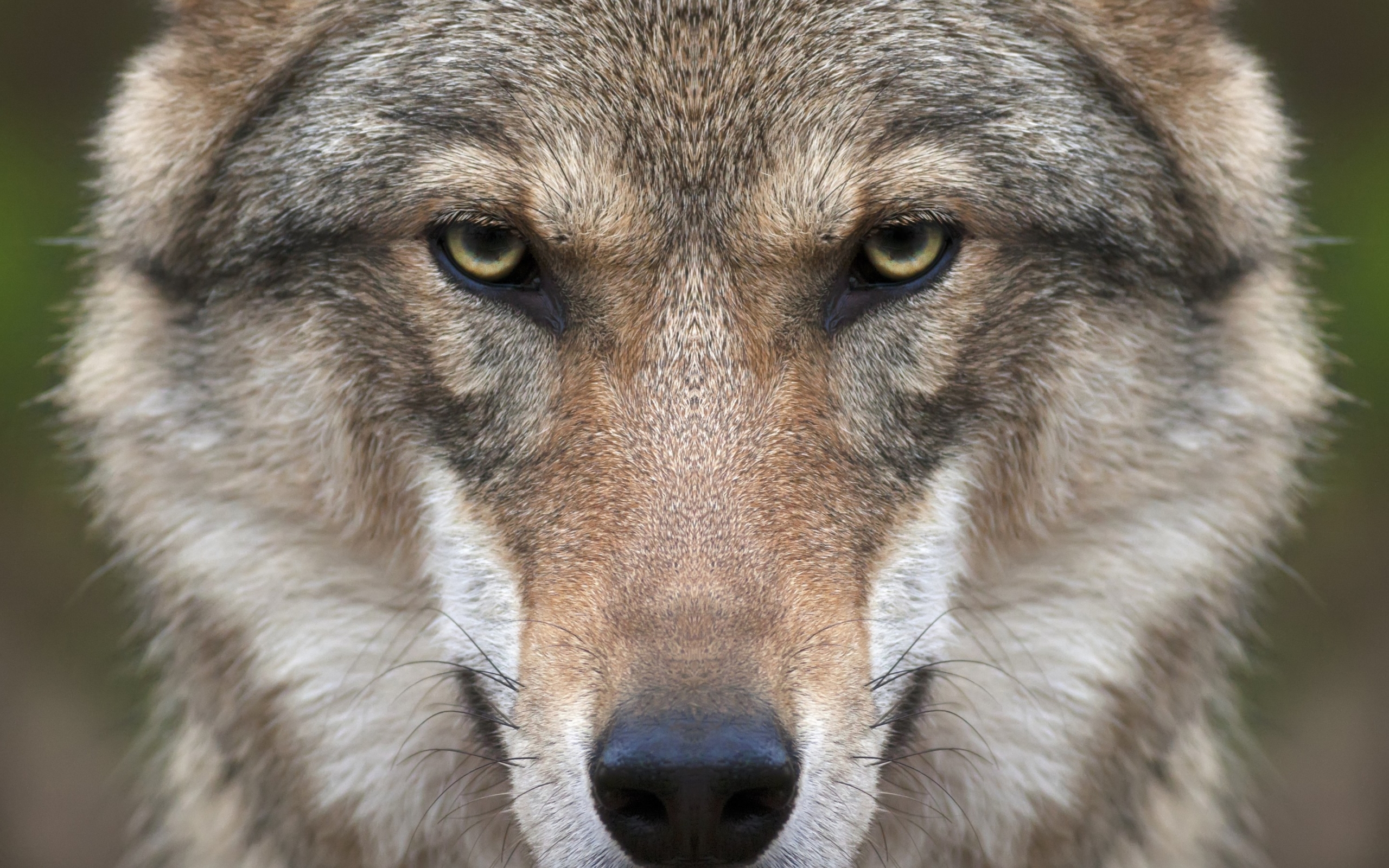 Wolf Face for 2560 x 1600 widescreen resolution