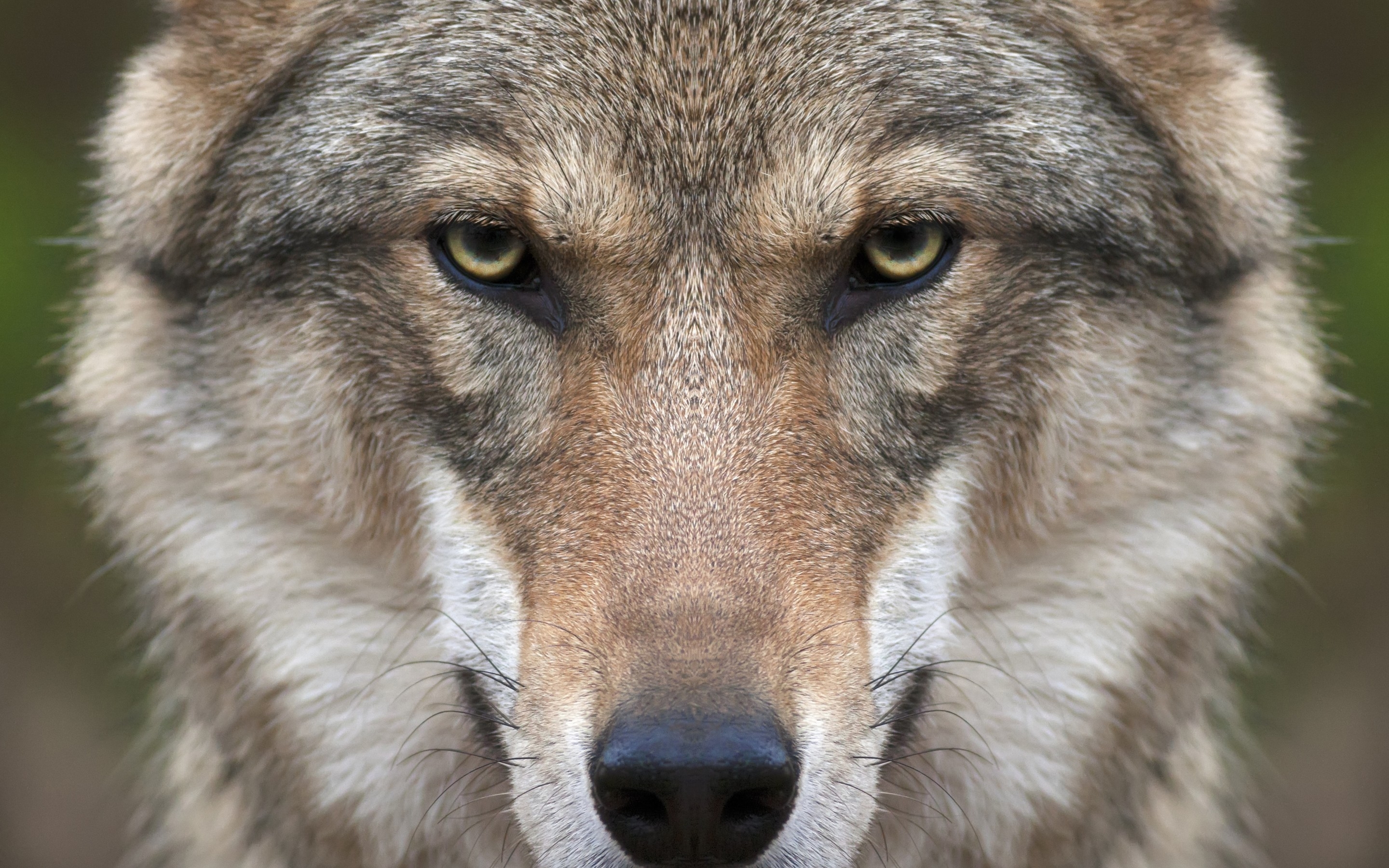 Wolf Face for 2880 x 1800 Retina Display resolution