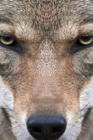 Wolf Face for 320 x 480 iPhone resolution