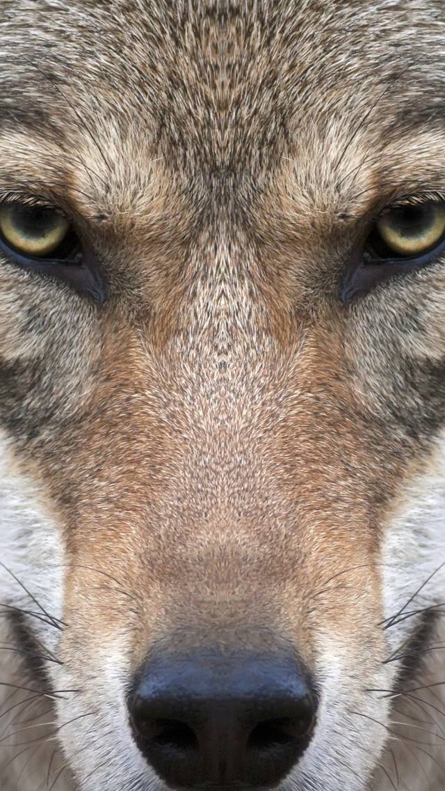Wolf Face for 640 x 1136 iPhone 5 resolution