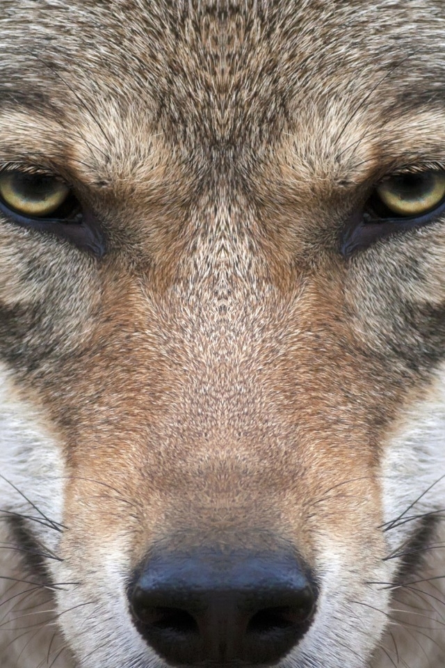 Wolf Face for 640 x 960 iPhone 4 resolution