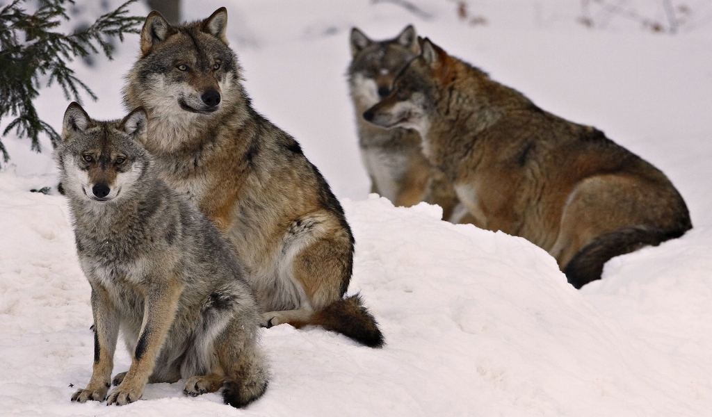 Wolf Pack for 1024 x 600 widescreen resolution