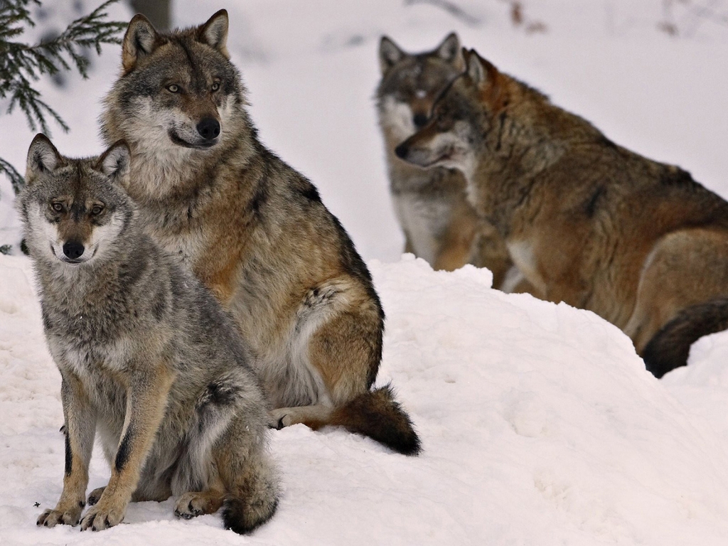 Wolf Pack for 1024 x 768 resolution