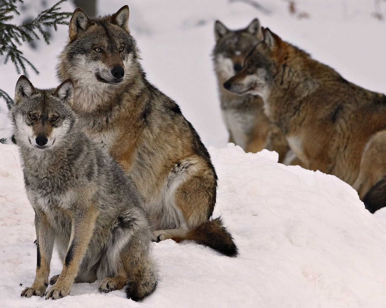 Wolf Pack for 1280 x 1024 resolution