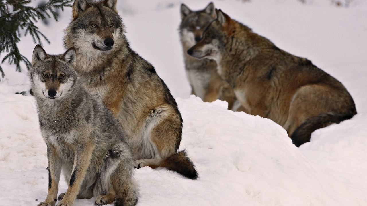 Wolf Pack for 1280 x 720 HDTV 720p resolution