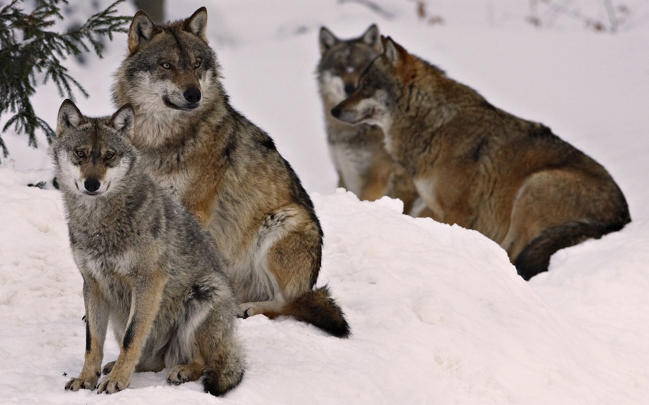 Wolf Pack for 1280 x 800 widescreen resolution