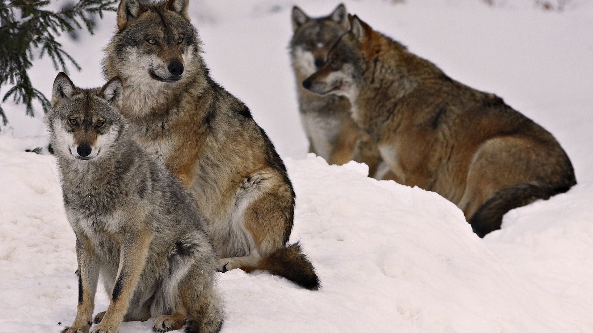 Wolf Pack for 1920 x 1080 HDTV 1080p resolution