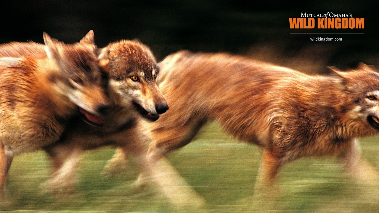 Wolves for 1280 x 720 HDTV 720p resolution