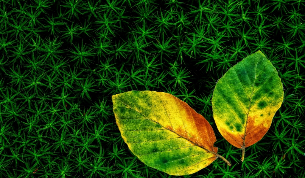 Wonderful Leaves for 1024 x 600 widescreen resolution