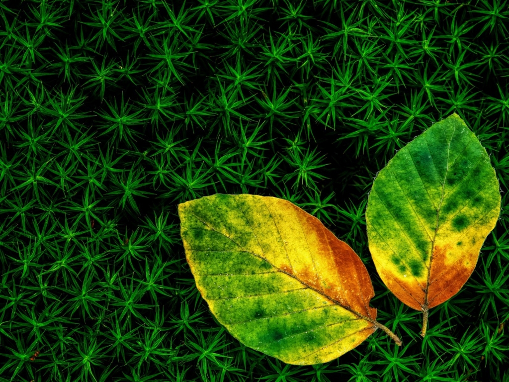 Wonderful Leaves for 1024 x 768 resolution