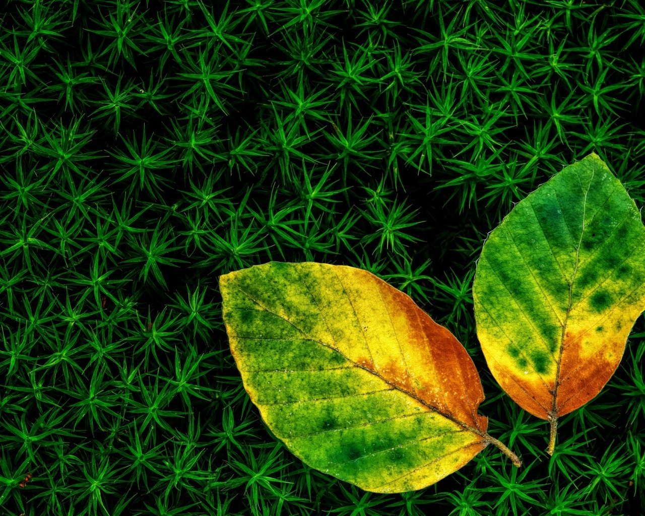 Wonderful Leaves for 1280 x 1024 resolution