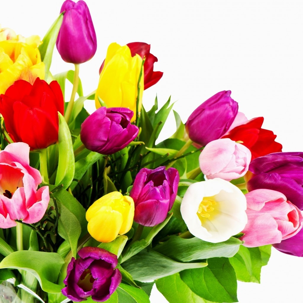 Wonderful Tulips for 1024 x 1024 iPad resolution