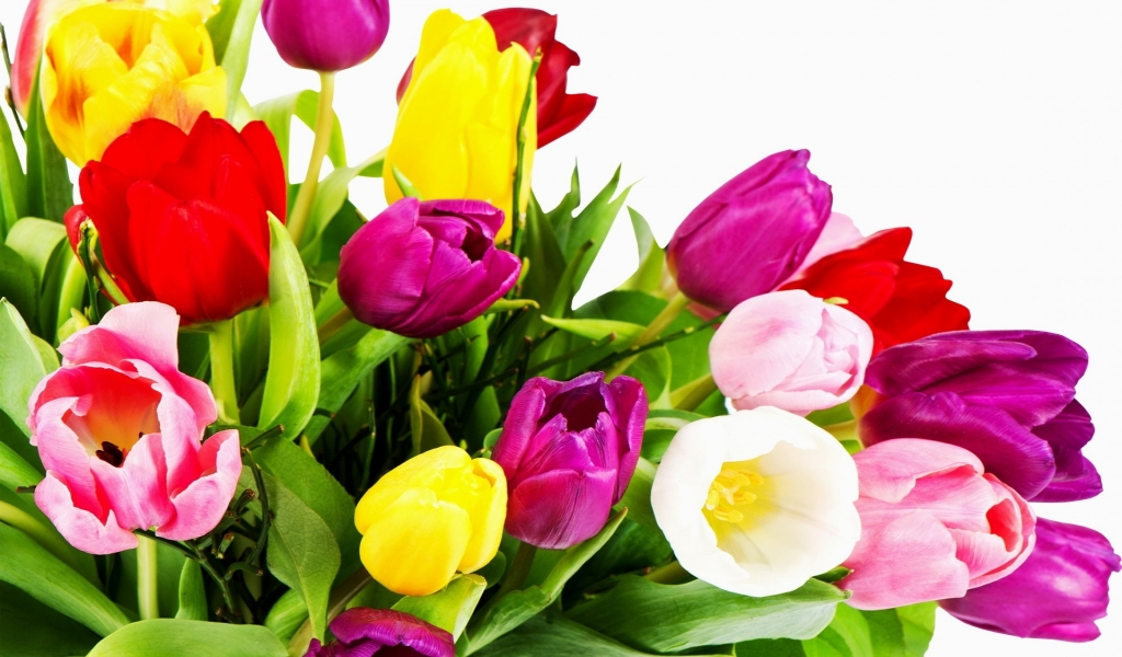 Wonderful Tulips for 1024 x 600 widescreen resolution