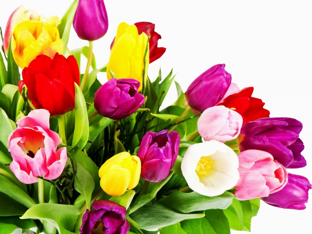 Wonderful Tulips for 1024 x 768 resolution