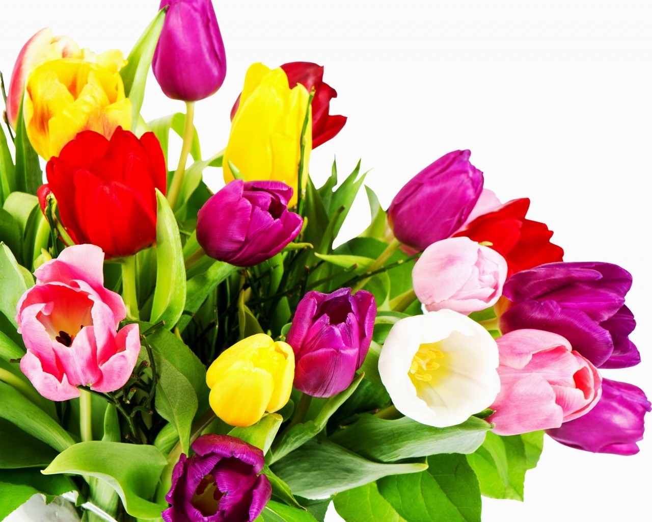 Wonderful Tulips for 1280 x 1024 resolution