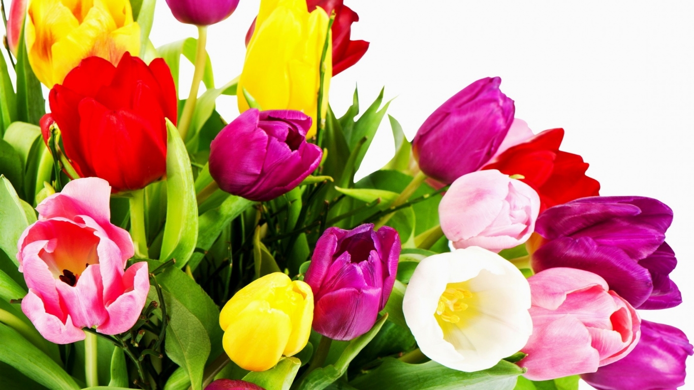 Wonderful Tulips for 1366 x 768 HDTV resolution