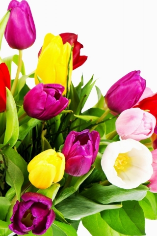 Wonderful Tulips for 320 x 480 iPhone resolution