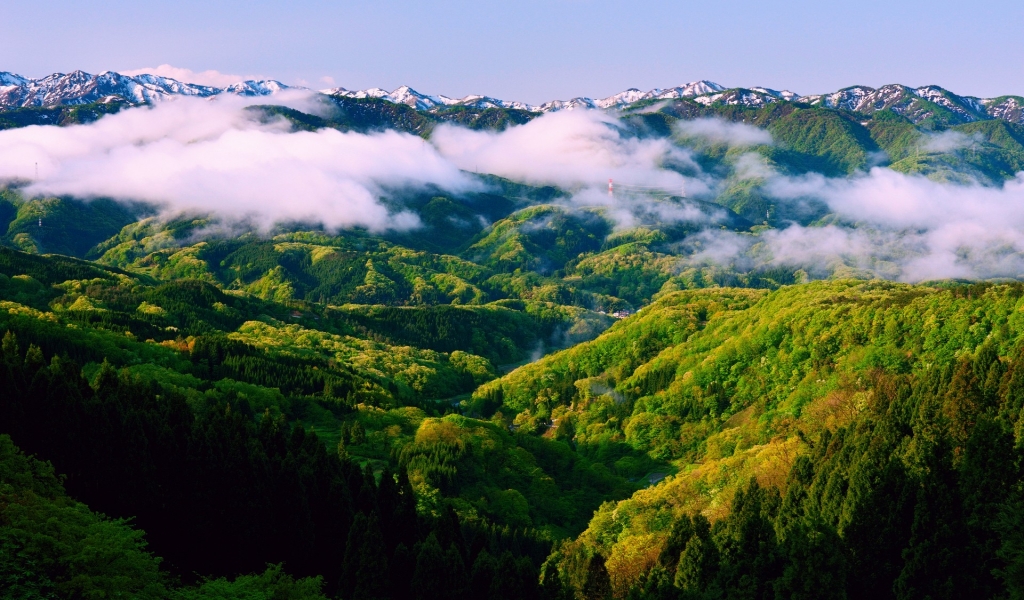 World Greenest Forest for 1024 x 600 widescreen resolution