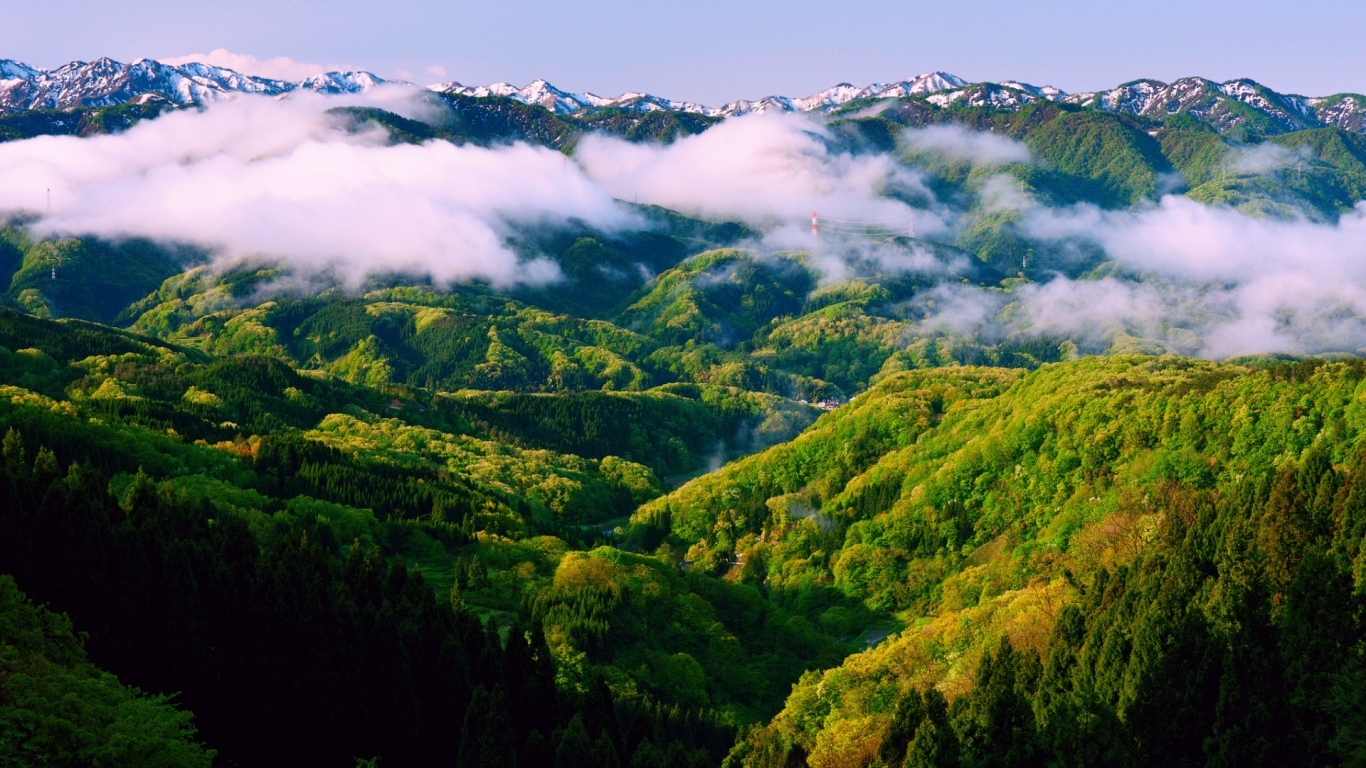 World Greenest Forest for 1366 x 768 HDTV resolution