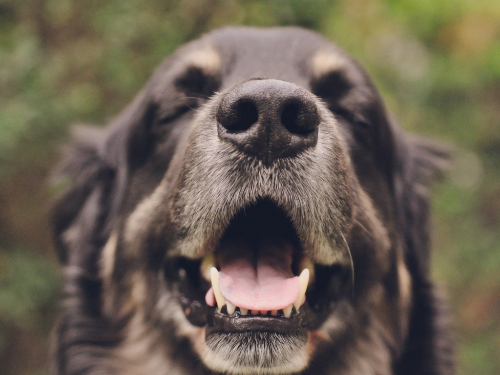 Yawning Dog for 1024 x 768 resolution