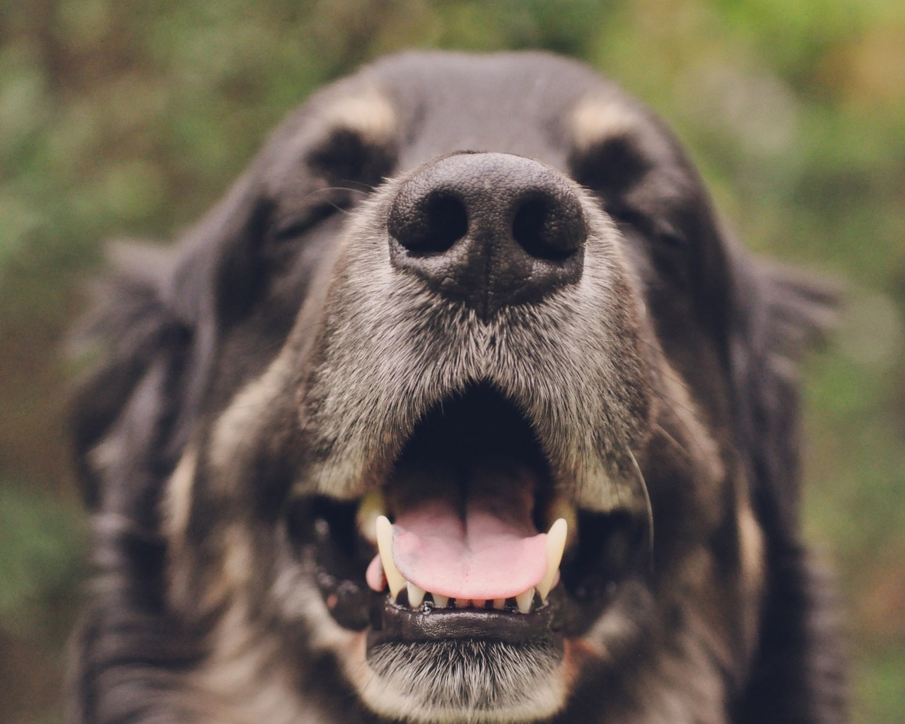 Yawning Dog for 1280 x 1024 resolution